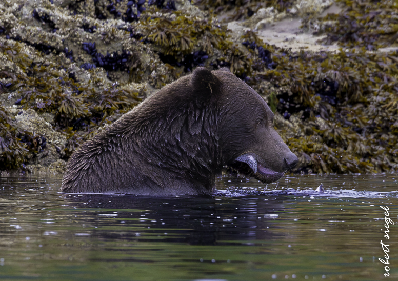 alaska